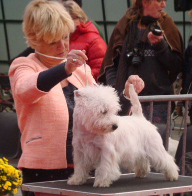 of White Thistle - Nationale d'Elevage Terriers d'Ecosse 2012