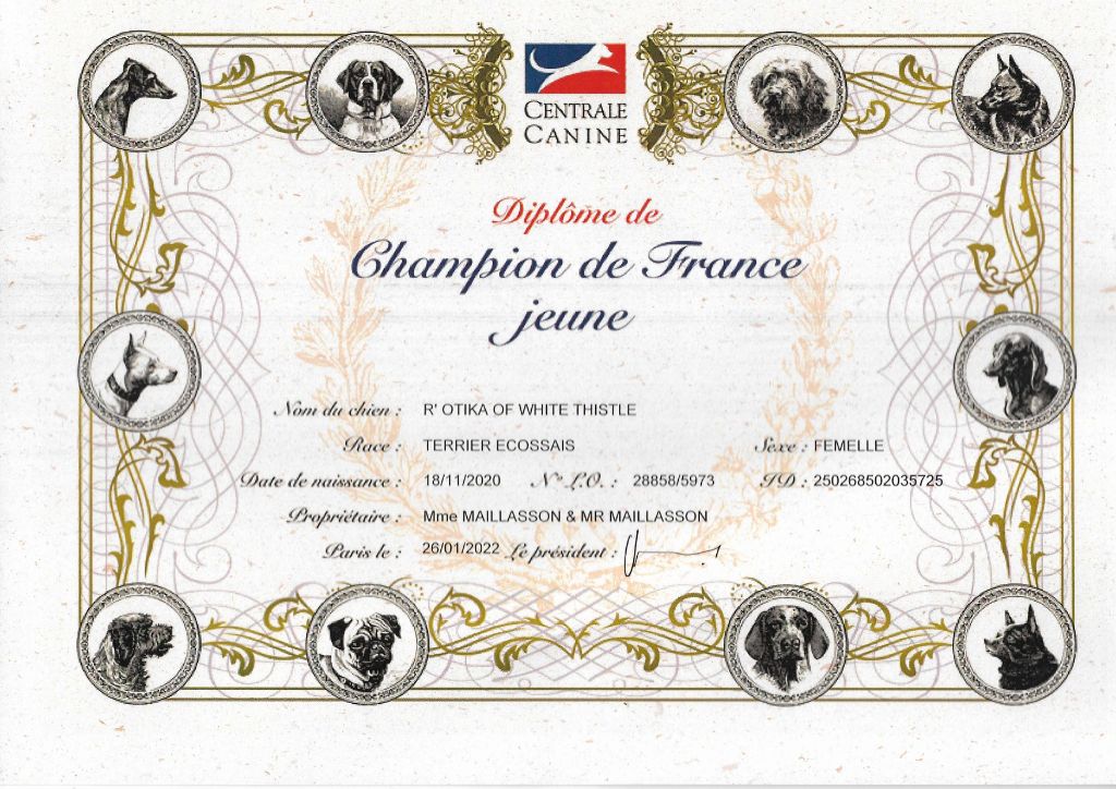 of White Thistle - Titre de Championne Jeune de France 