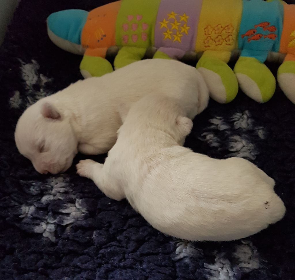 of White Thistle - West Highland White Terrier - Portée née le 28/09/2018