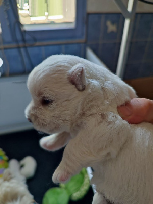 of White Thistle - West Highland White Terrier - Portée née le 11/05/2022