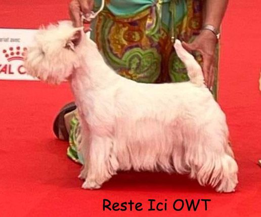 CH. Reste ici of White Thistle