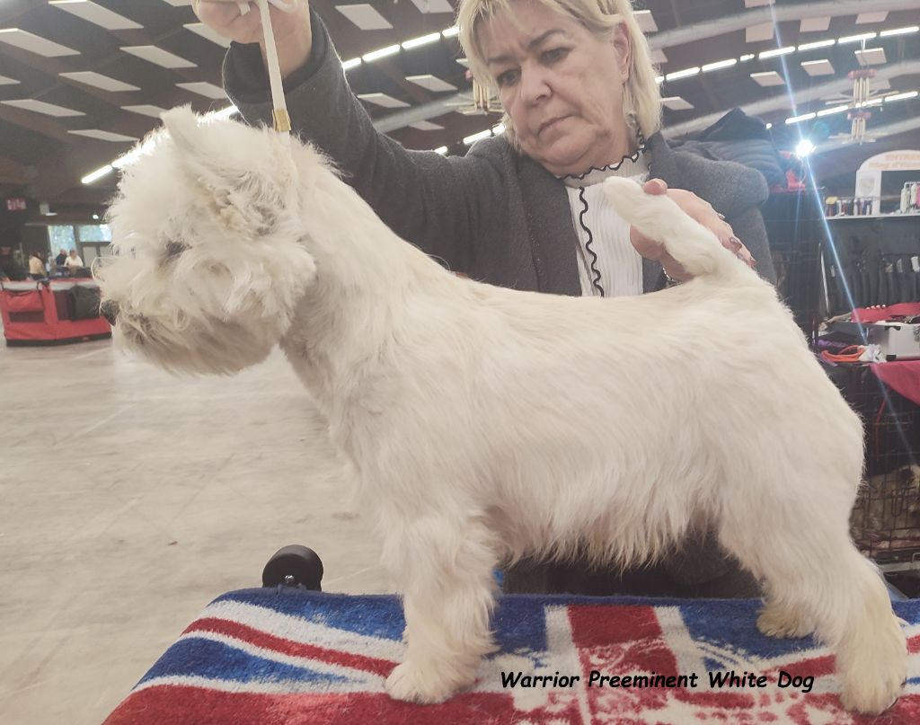 Warrior preeminent white dog