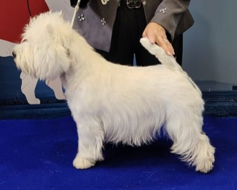 CH. Warrior preeminent white dog