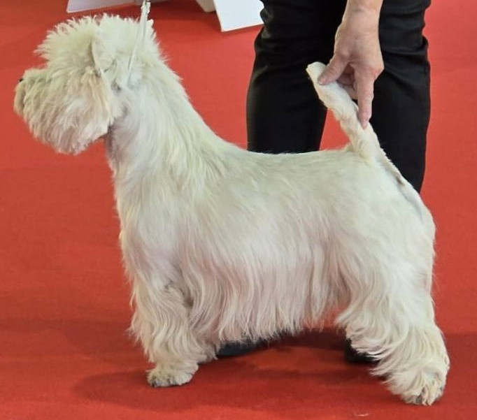 CH. Warrior preeminent white dog