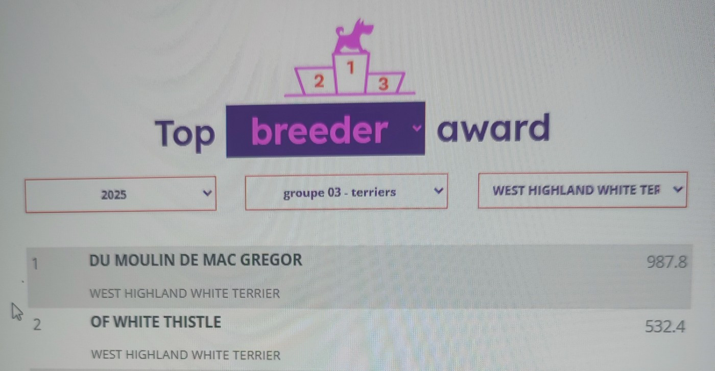 2eme meilleur élevage Français 2025 de West Highland White terrier