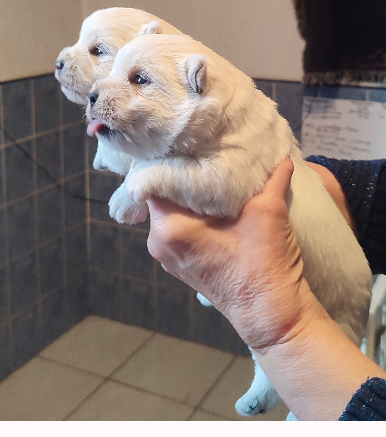 of White Thistle - West Highland White Terrier - Portée née le 31/01/2026