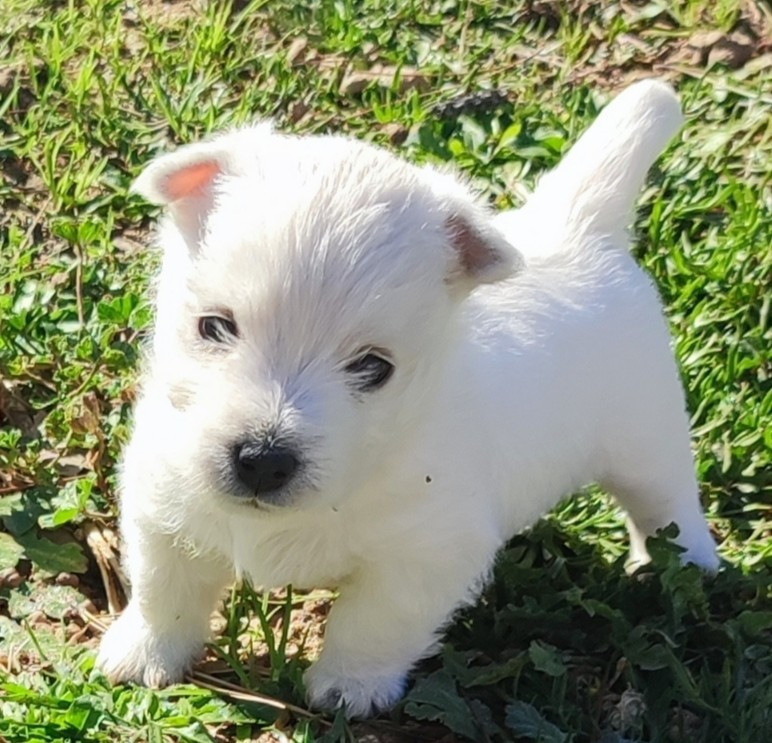 of White Thistle - West Highland White Terrier - Portée née le 21/01/2026