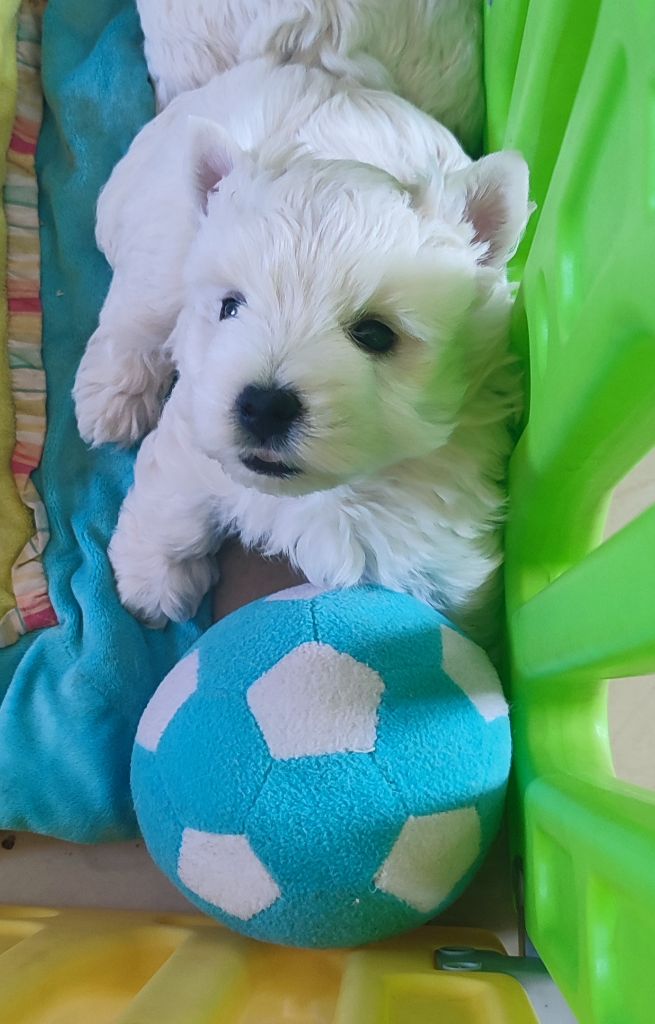 of White Thistle - Chiots disponibles - West Highland White Terrier