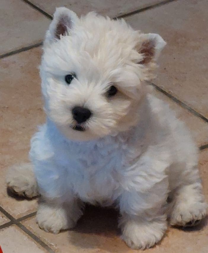 of White Thistle - West Highland White Terrier - Portée née le 24/05/2025