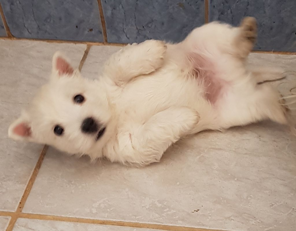 of White Thistle - West Highland White Terrier - Portée née le 13/07/2020