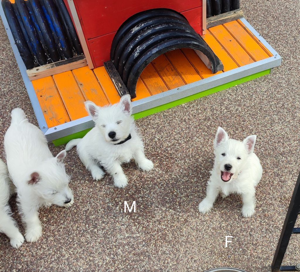 of White Thistle - West Highland White Terrier - Portée née le 11/05/2023