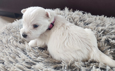 CHIOT 5