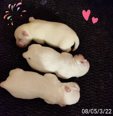 CHIOT 1