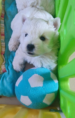 CHIOT 2