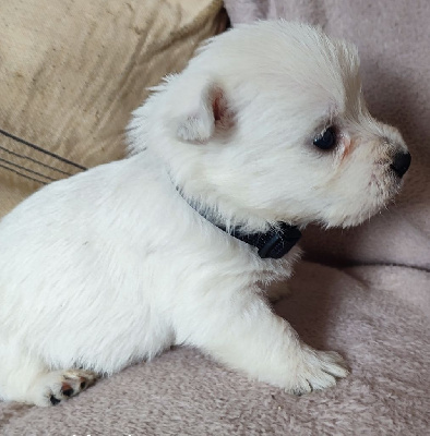 CHIOT 3