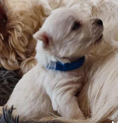 CHIOT 1