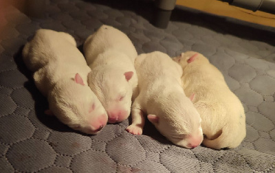 CHIOT